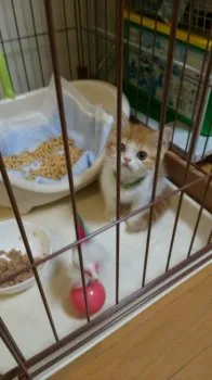 ポテト 様のお迎えした子猫