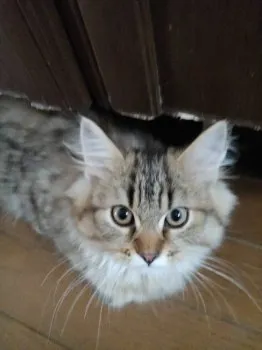 K.H 様のお迎えした子猫