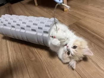 T.O 様のお迎えした子猫