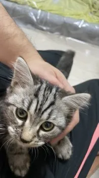 イッセイ 様のお迎えした子猫