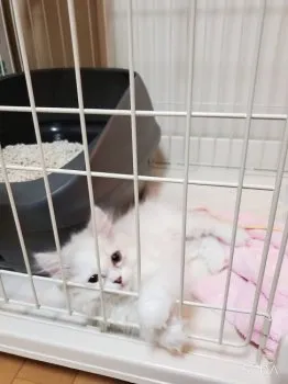 M 様のお迎えした子猫