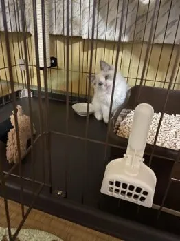 K.M 様のお迎えした子猫