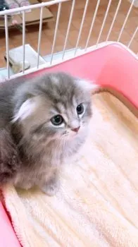 しゅり 様のお迎えした子猫