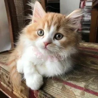 ティノのママ 様のお迎えした子猫