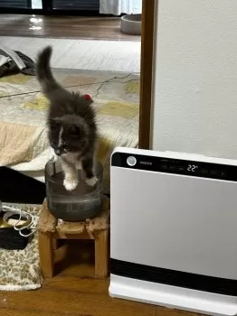 Y.Y 様のお迎えした子猫