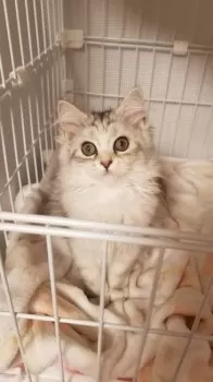 H.T 様のお迎えした子猫