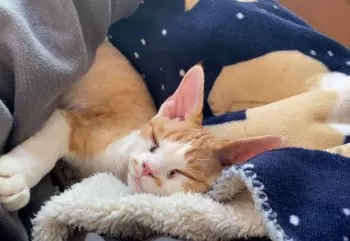 K.N 様のお迎えした子猫