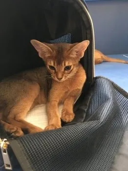 miyu 様のお迎えした子猫