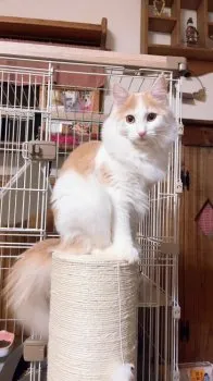 R.Ｉ 様のお迎えした子猫