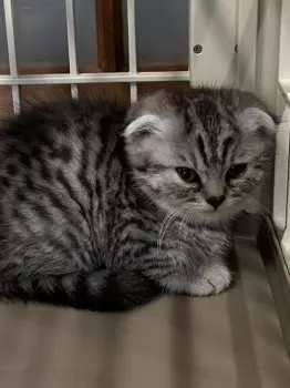 H.Ｉ 様のお迎えした子猫