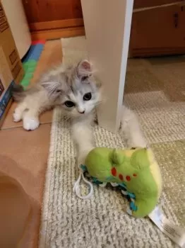 M.H 様のお迎えした子猫