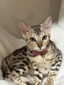 ゆか 様のお迎えした子猫