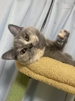 ジョロキア 様のお迎えした子猫