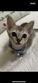 Y.I 様のお迎えした子猫