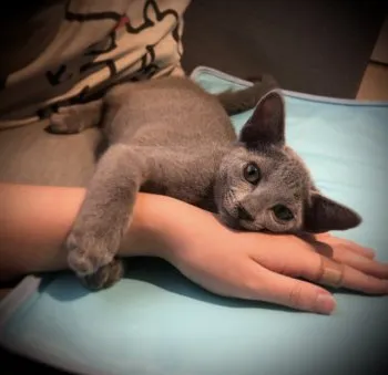 W 様のお迎えした子猫