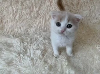 N.I 様のお迎えした子猫