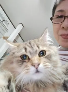 chikkacham 様のお迎えした子猫