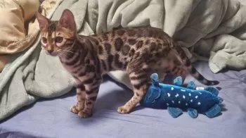 杉原 様のお迎えした子猫