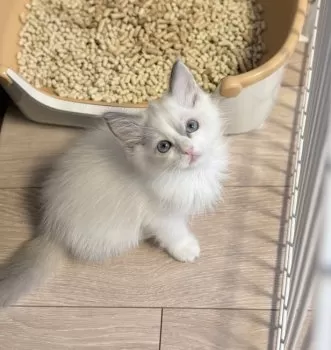 モクちんママ 様のお迎えした子猫