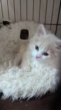 ryt 様のお迎えした子猫