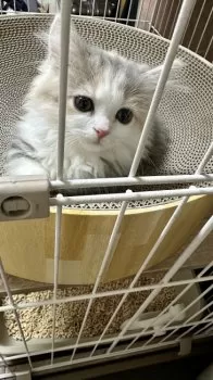 T.S 様のお迎えした子猫