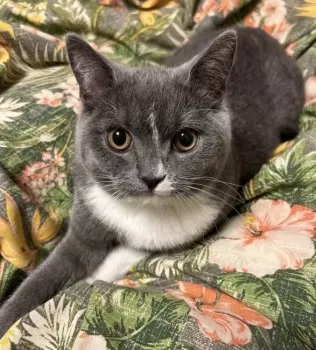 Bassman 様のお迎えした子猫