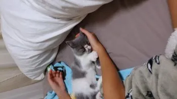 ミホゴロウ 様のお迎えした子猫