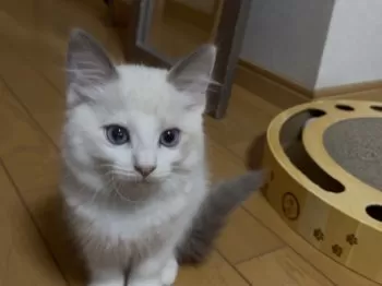 MINI  Cooper 様のお迎えした子猫