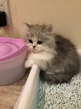 マネージャー 様のお迎えした子猫