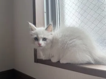 カン 様のお迎えした子猫