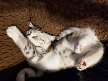 たけ 様のお迎えした子猫