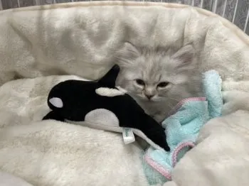 カネコ 様のお迎えした子猫