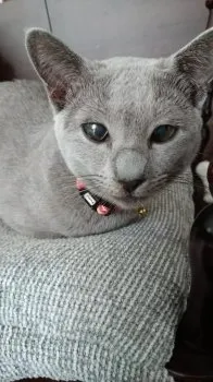 カイちゃん 様のお迎えした子猫