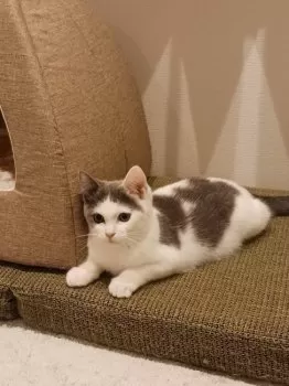 R.I 様のお迎えした子猫