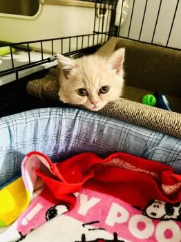 M.K 様のお迎えした子猫