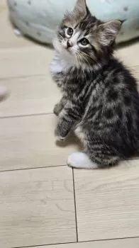 まりも 様のお迎えした子猫