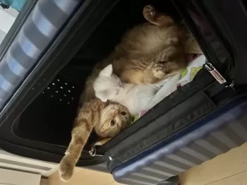 いちは 様のお迎えした子猫