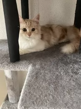 ケン 様のお迎えした子猫