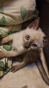 マチ 様のお迎えした子猫