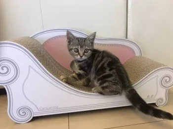 yoda1 様のお迎えした子猫