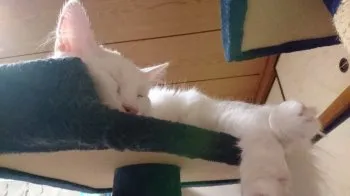 ファルのママ 様のお迎えした子猫
