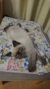 S.I 様のお迎えした子猫