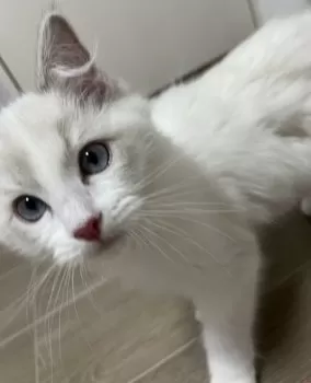 H.H 様のお迎えした子猫