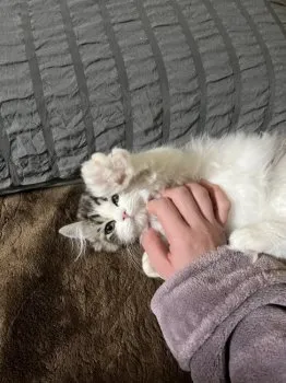 まこ 様のお迎えした子猫