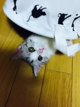 クミ 様のお迎えした子猫