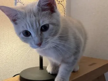 k.m 様のお迎えした子猫