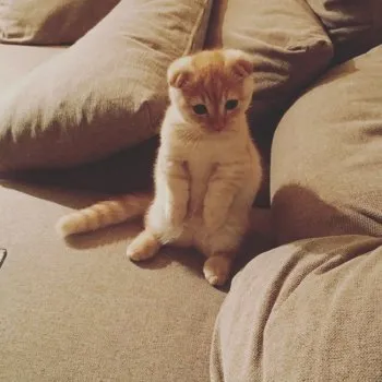 おちび 様のお迎えした子猫