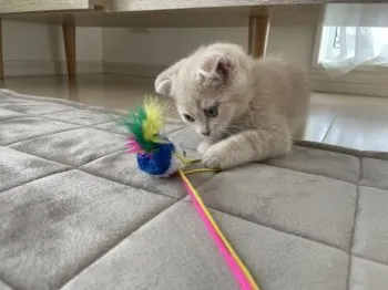 C.H 様のお迎えした子猫