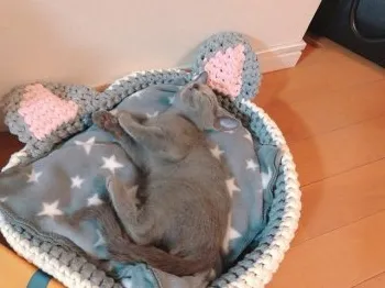May 様のお迎えした子猫
