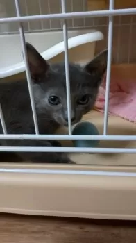 S 様のお迎えした子猫